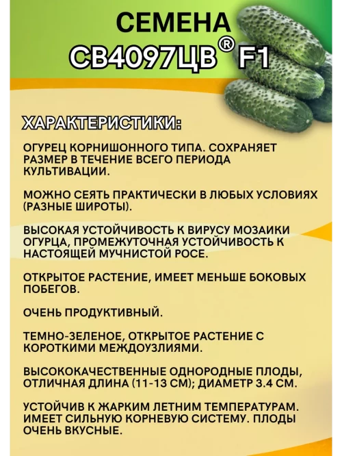СВ 4097 ЦВ F1 1000 штук семена огурца корнишона раннего