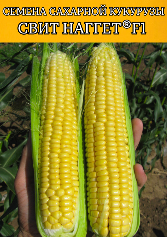 Свит Наггет F1 5000 штук семена сахарной кукурузы