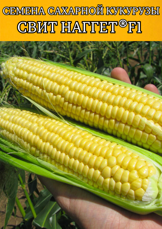 Свит Наггет F1 5000 штук семена сахарной кукурузы