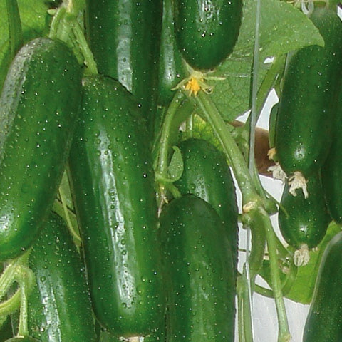 Пиколино F1 500 штук семена огурца