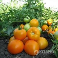 Нукси F1 (KS 17 F1) семена томата