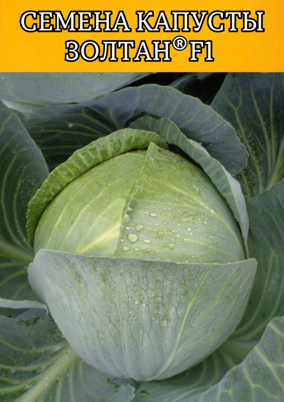 Золтан F1 2500 штук семена капусты белокочанной