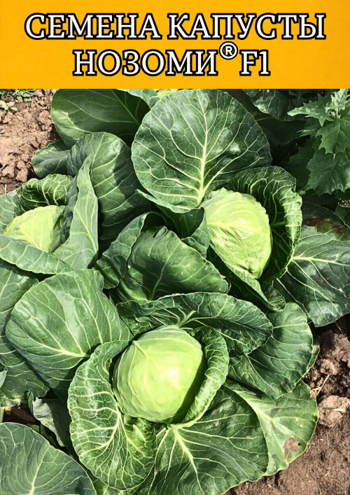 Нозоми F1 2500 штук cемена капусты белокочанной