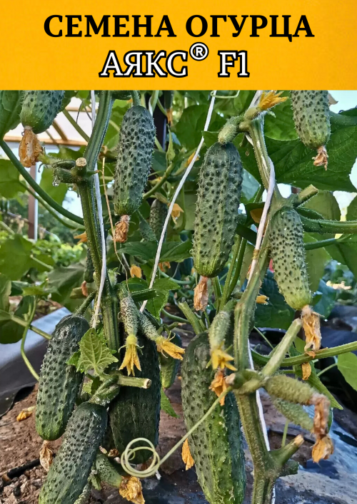 Аякс F1 1000 штук семена огурца