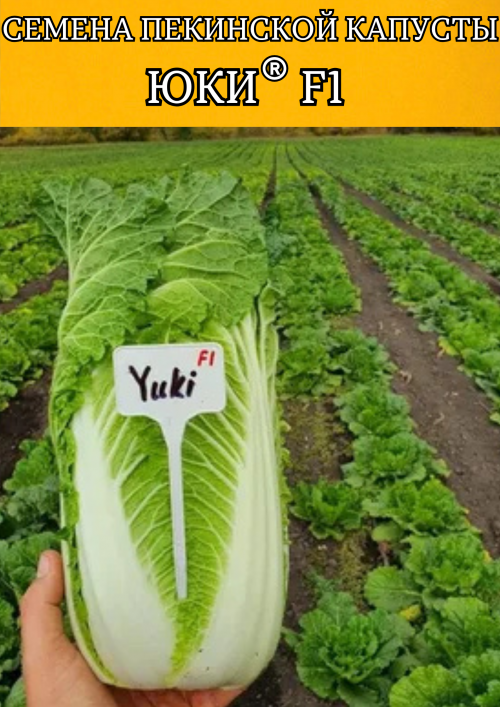 Юки F1 семена пекинской капусты