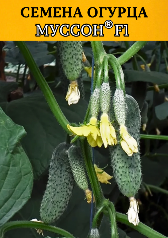 Муссон F1 100 штук семена огурца