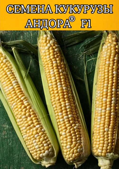 Андора F1 5000 семян семена кукурузы-биколор