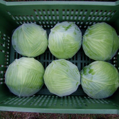 Муксума F1 2500 семена капусты белокочанной