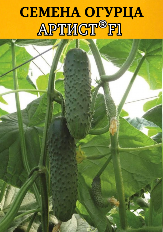 Артист F1 семена огурцов