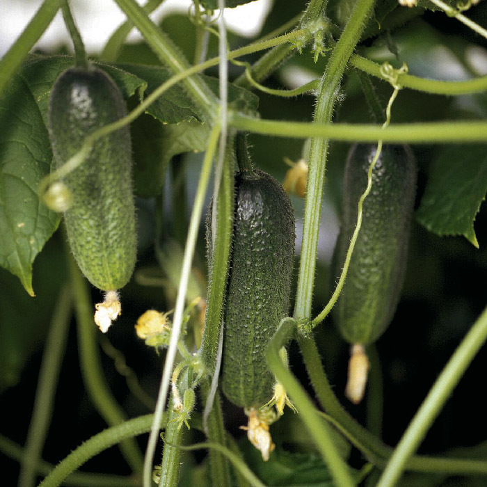 Адам F1 семена огурца