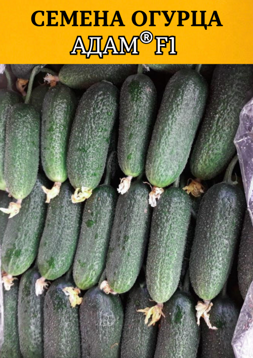 Адам F1 семена огурца