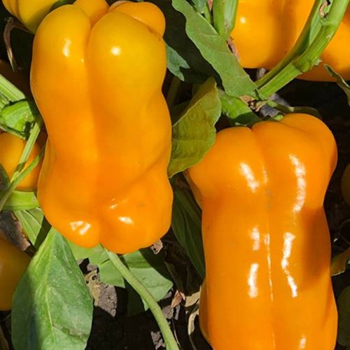 Джемини F1 семена перца сладкого