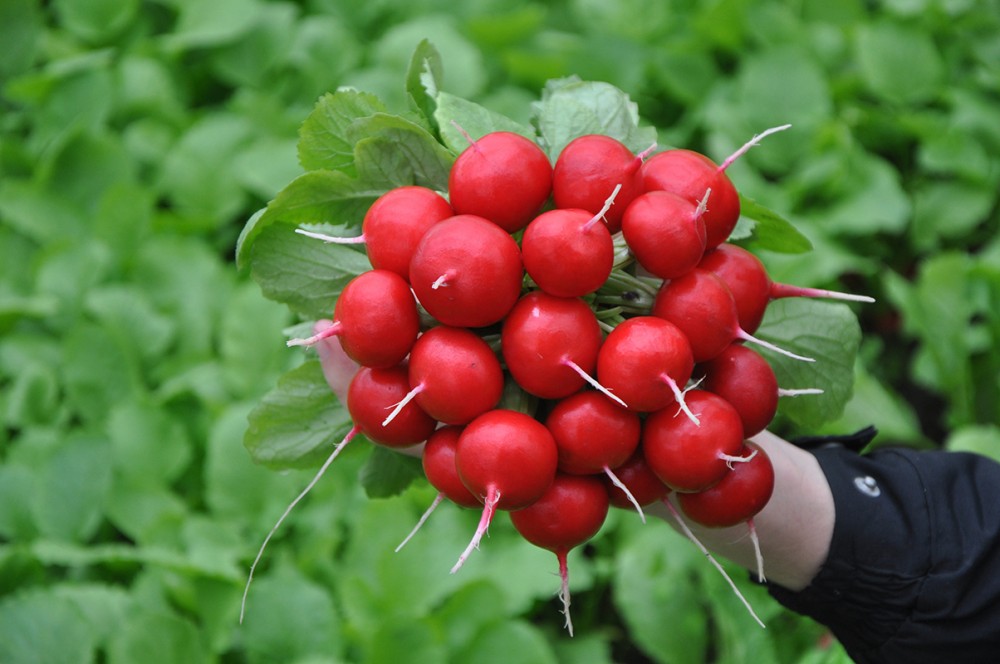 Диего F1 семена редиса