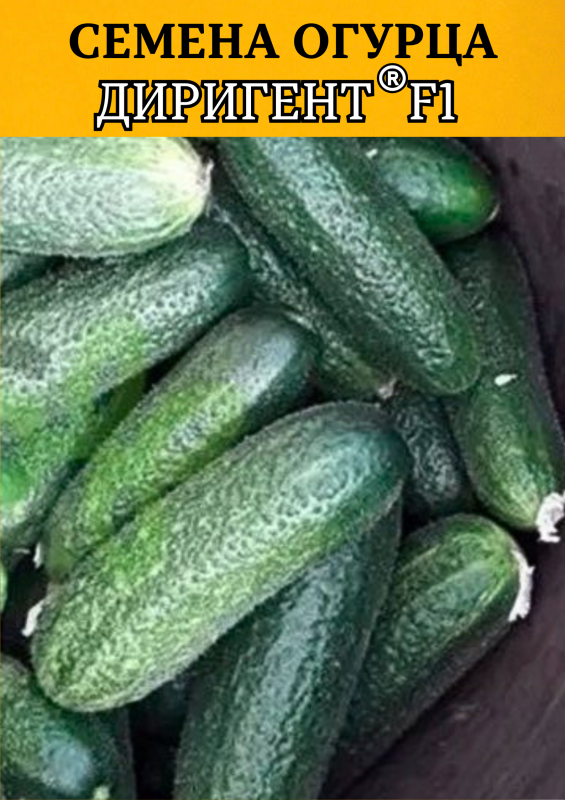 Диригент F1 семена огурца