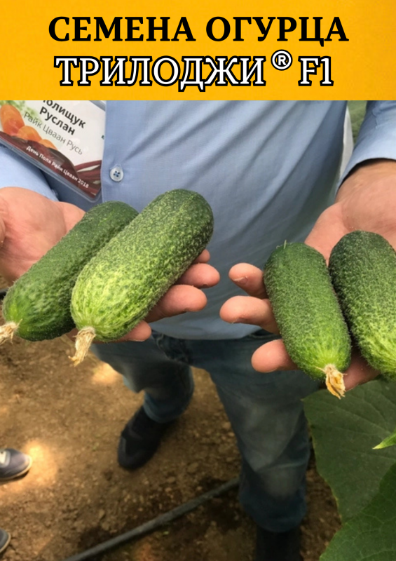 Трилоджи F1 семена огурца