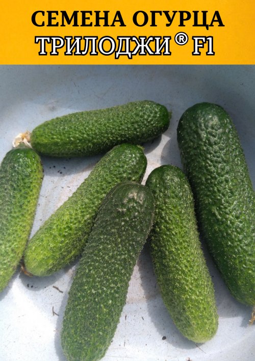 Трилоджи F1 семена огурца