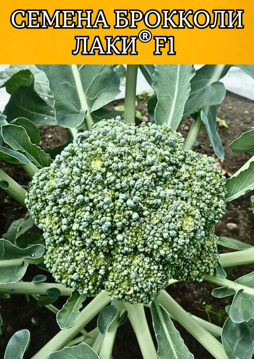 Лаки F1 семена капусты брокколи 2500 штук