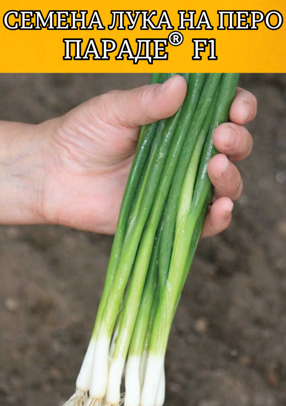 Параде F1 семена лука на перо (2.25-2.50mm)