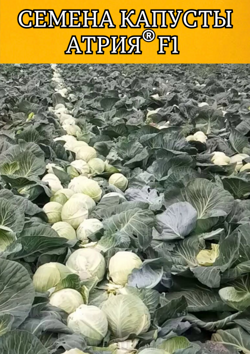 Атрия F1 семена капусты белокочанной 2500 штук