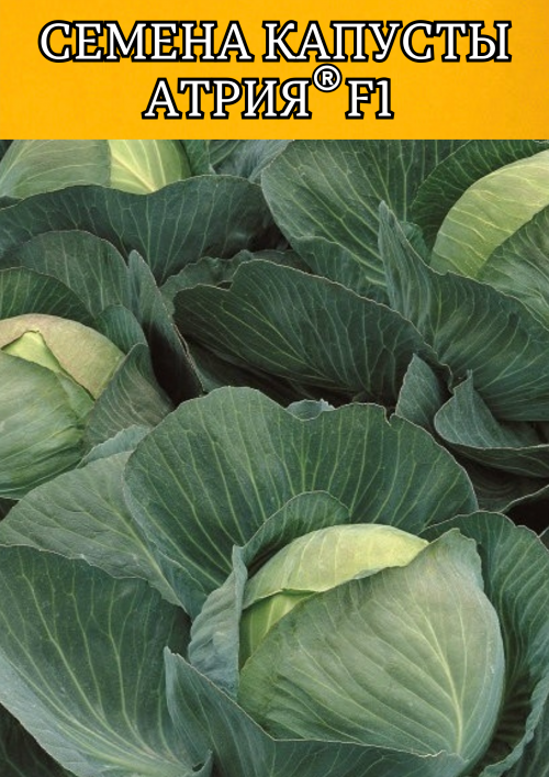 Атрия F1 семена капусты белокочанной 2500 штук