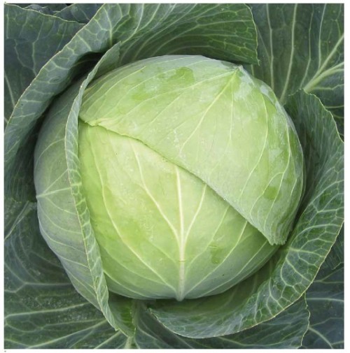 Атрия F1 семена капусты белокочанной 2500 штук