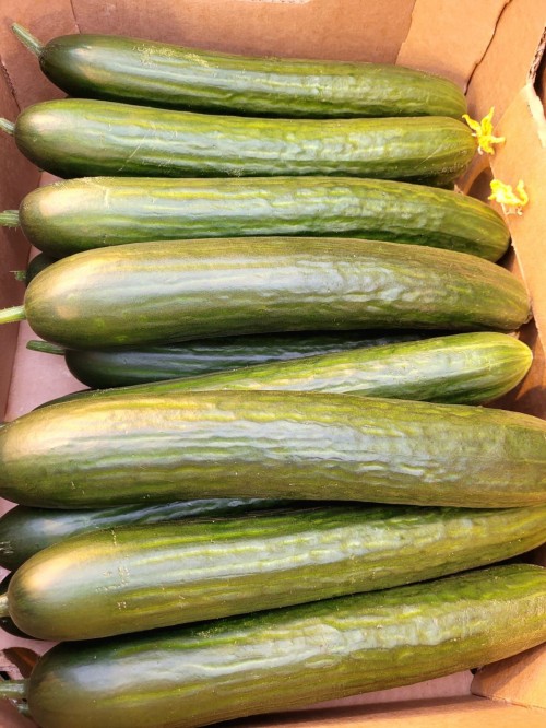 Мева F1 семена огурца 100 штук