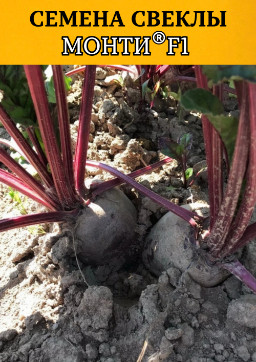Монти F1 семена свеклы