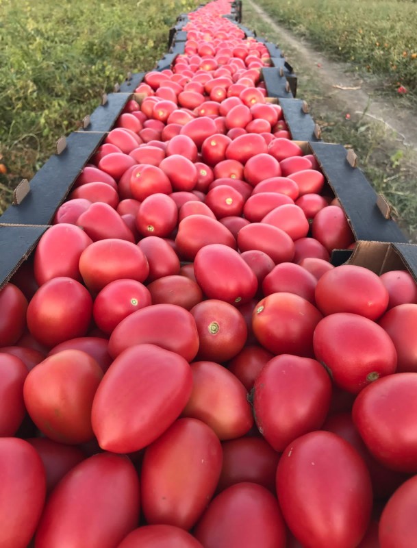 Пинк Клара F1 семена томата 1000 штук