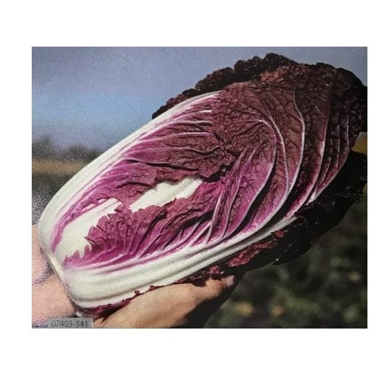 KS 999 F1 семена капусты пекинской 2500 штук