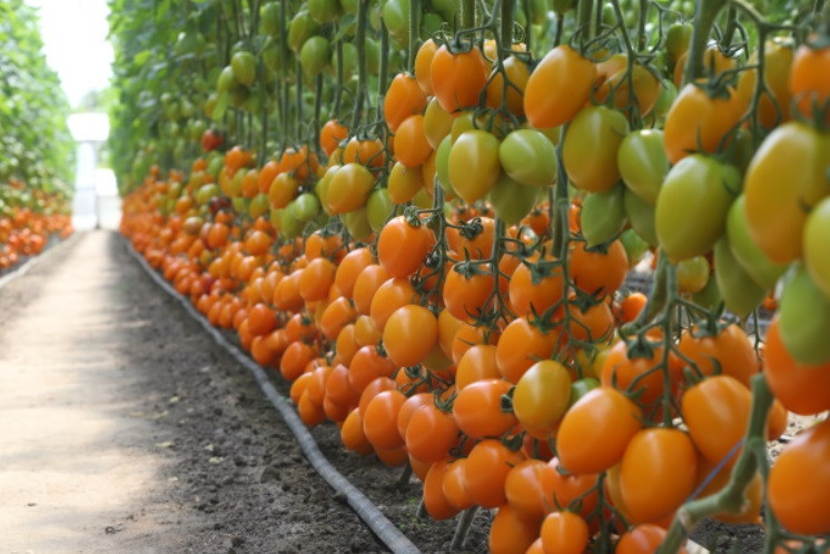 Бенигара F1 семена томата