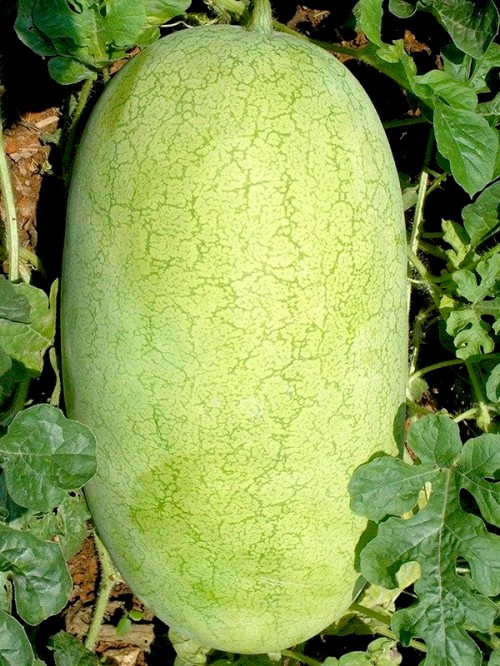 Чарльстон Грей F1 семена арбуза 500 штук