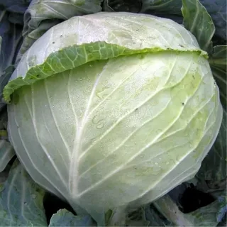 Наоми F1 семена белокочанной капусты 2500 штук