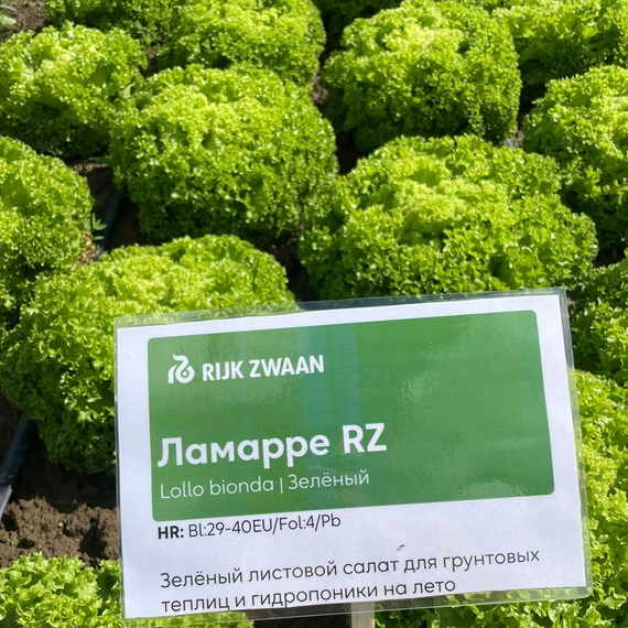 Ламарре F1 семена (драже) салата 5000 штук