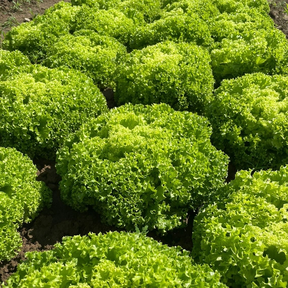 Ламарре F1 семена (драже) салата 5000 штук