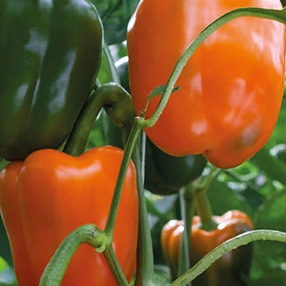 Магно F1 семена перца сладкого 500 штук