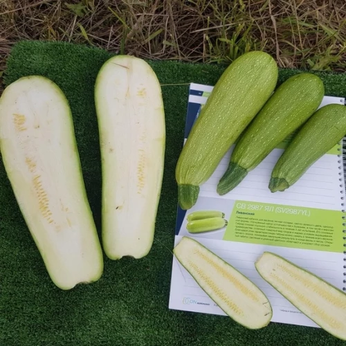 СВ 2987 ЯЛ F1 семена кабачка 500 штук