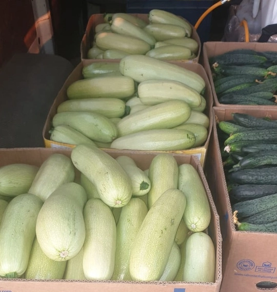 Сцилли F1 семена кабачка 500 штук