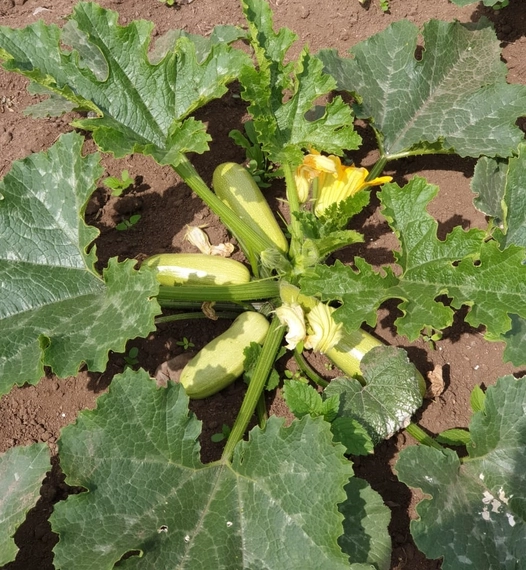 Сцилли F1 семена кабачка 500 штук