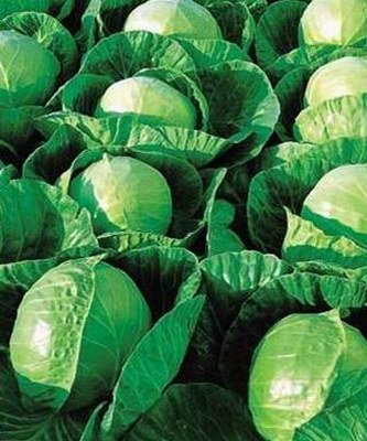 Гермес F1 семена капусты белокочанной 2500 штук