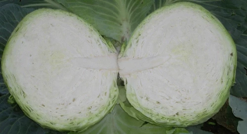 Заказ F1 семена белокочанной капусты