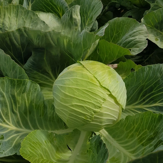 Вестри F1 семена белокочанной капусты 2500 штук