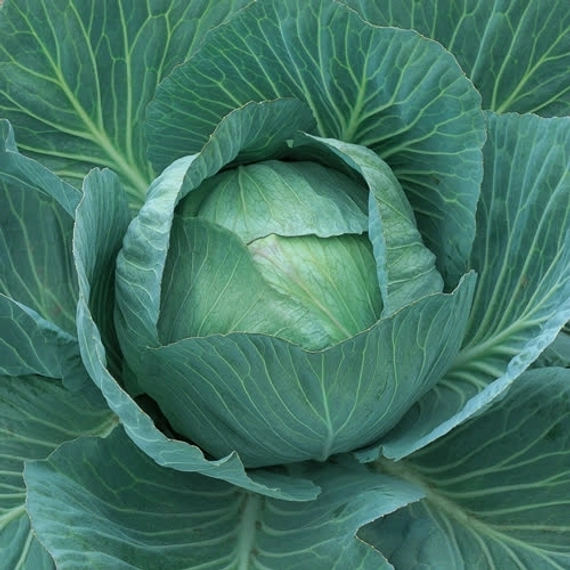 Аммон F1 семена белокочанной капусты 2500 штук