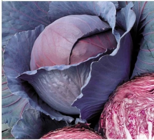 Капуста краснокочанная