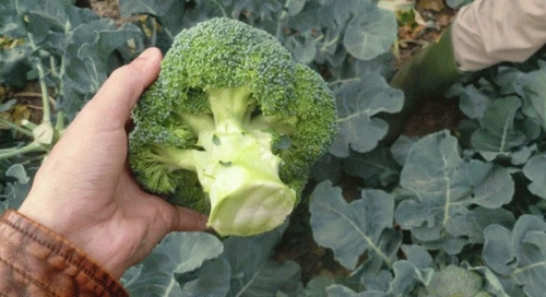 Айронмен F1 семена брокколи