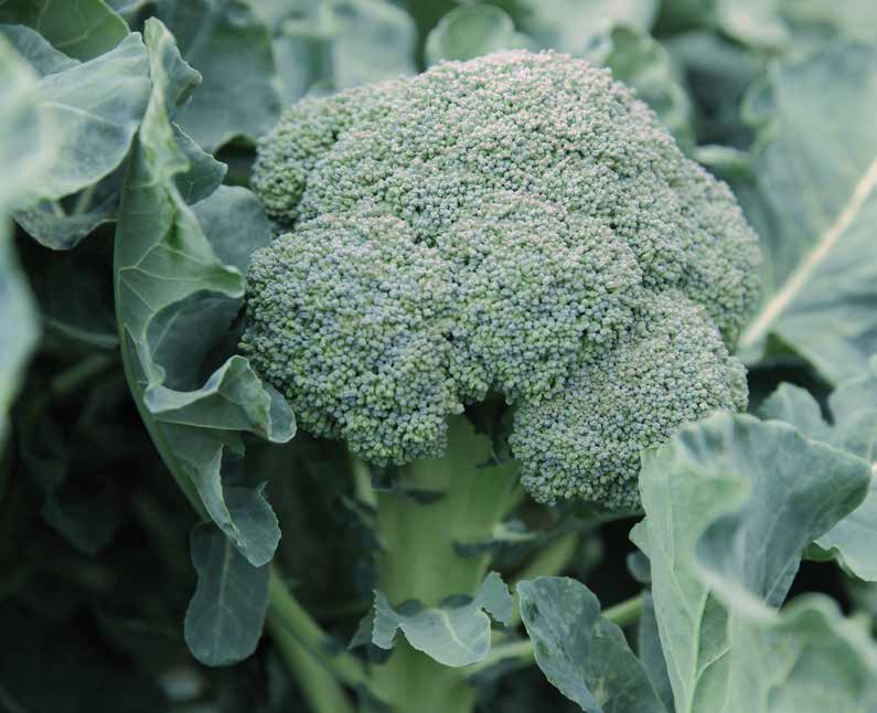 Стил F1 семена брокколи 1000 штук