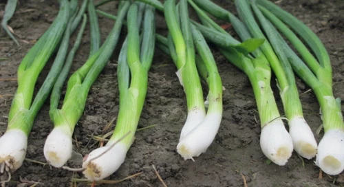 Грин Баннер F1 семена лука на перо