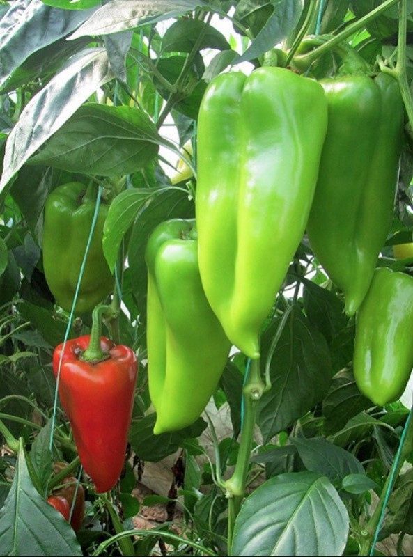 Ариадни F1 семена сладкого перца 500 штук