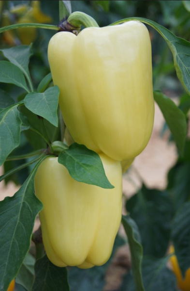 Беладонна F1 семена перца 500 штук