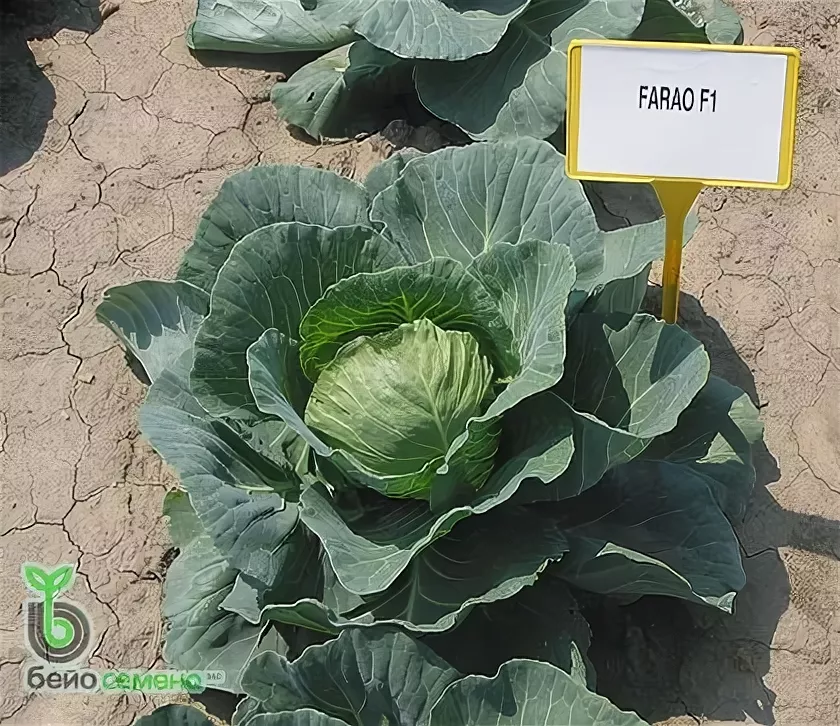 Фарао F1 семена капусты белокочанной 2500 штук