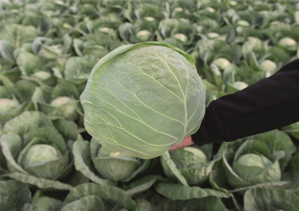 Конкэрор F1 семена белокочанной капусты 2500 штук